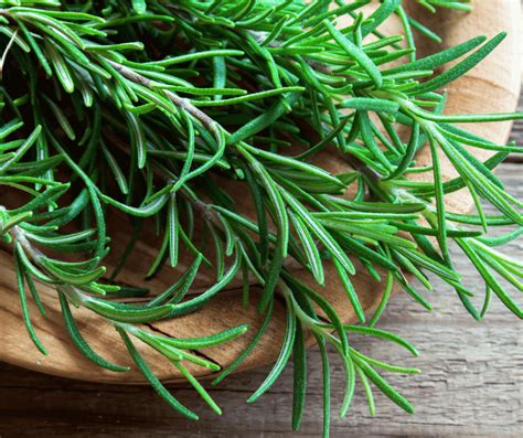 Rosemary Meaning And Symbolism Uncovering Significance