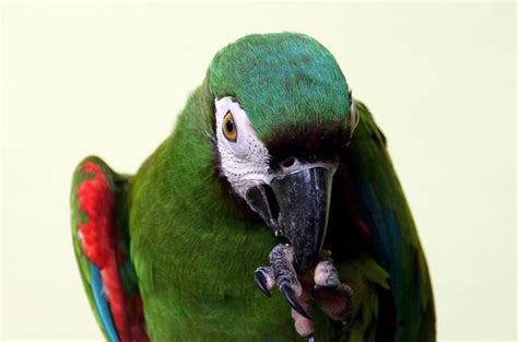 What parrots talk? All about talking parrots! - Psittacology