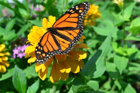 Mariposa De Monarca Femenino Que Alimenta En Un Girasol Salvaje