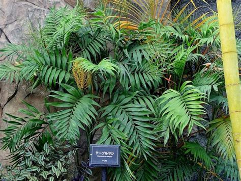 Plants de Chamaedorea elegans Palmier nain doré Boutique Végétale