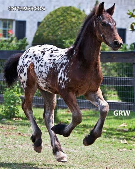 Friesian cross - Alchetron, The Free Social Encyclopedia