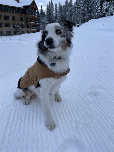 Carhartt dog jacket, perfect for the snow! : r/Carhartt