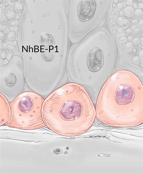 Proliferating Normal Human Bronchial Epithelial Cells P1 Novabiosis