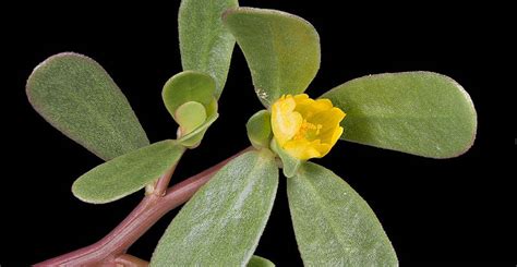 verdolagas - Sopitas.com