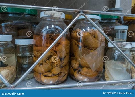 Specimens Preserved In Jars In The Laboratory Stock Image Image Of