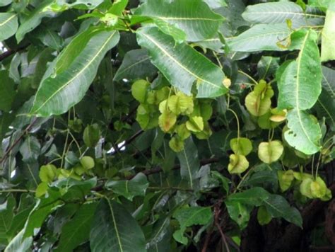 Plantekey | Auroville Botanical Garden