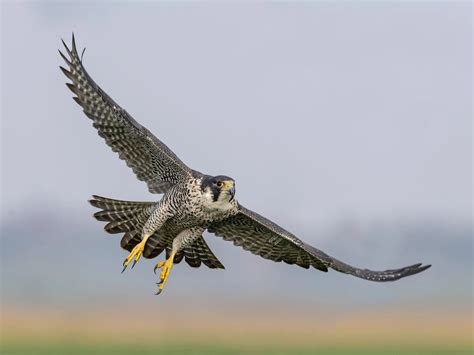 How Big Are Peregrine Falcons? (Wingspan + Size) | Birdfact