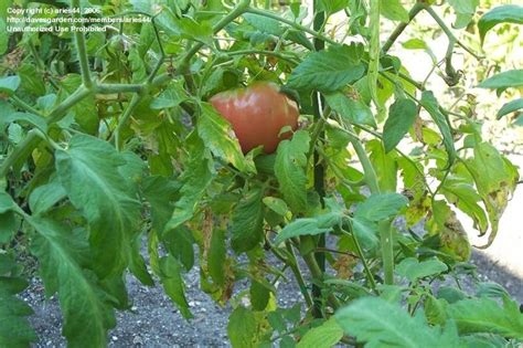 Plantfiles Pictures Tomato Giant Belgium Lycopersicon Lycopersicum