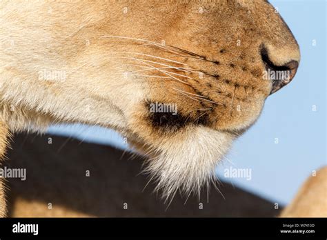 Lion nose hi-res stock photography and images - Alamy