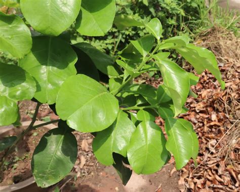 50 lá bưởi tươi - Khách đặt mới hái - Cây Cảnh Hải Đăng