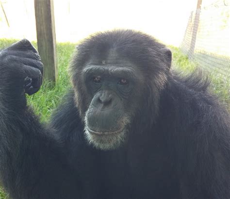Kioki | Save the Chimps