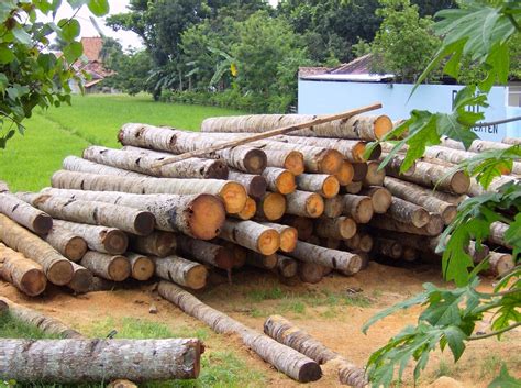 Silvicultura Tipos Benef Cios Desvantagens E Conserva O Florestal