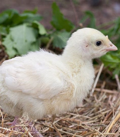 Broad Breasted White Turkeys For Sale Myers Poultry