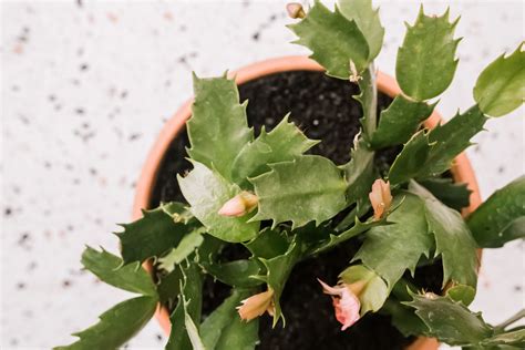 How To Care For Christmas Cactus