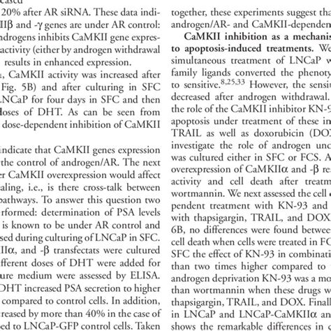 Assessment Of Camkii Activity And Gene Expression In Different Cell