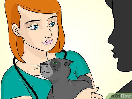 How to Prevent Feline Upper Respiratory Illness: 6 Steps