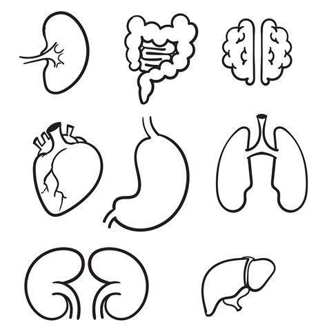 Hand Drawn Human Internal Organs Icon Set With Lungs Kidneys Stomach