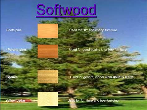 PPT - Hardwood & softwood HARDWOOD & SOFTWOOD !!! PowerPoint ...