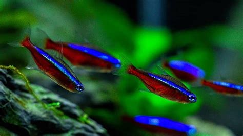 Peces Para Peceras Pequeñas Fáciles De Cuidar ¡perfectos Para Primera