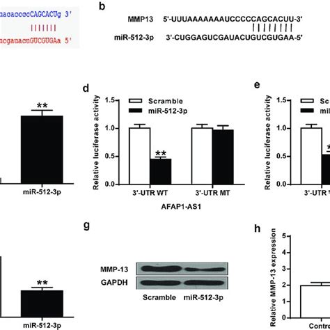 MiR 512 3p Inhibited MMP 13 Expression In Chondrocytes A MiR 512 3p