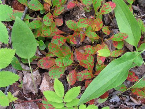 Yukon Wild Berries: bearberries