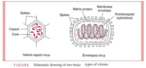 Virion Size and Design - Viral Structure