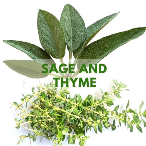 Thyme and Sage: From Kitchen to Medicine Cabinet - SimplyBeyondHerbs