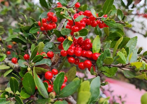 Yaupon Hollies Bring Color To Winter Gardens Mississippi State