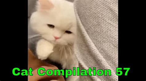 Funny Cat Video 2023 - Cat Compilation 57 - YouTube