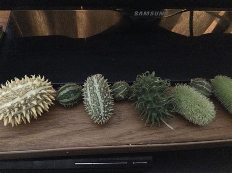 What are these weird little spiky things? (plants forum at permies)