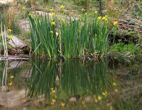 yellow flag iris stock photo image  plants flowering