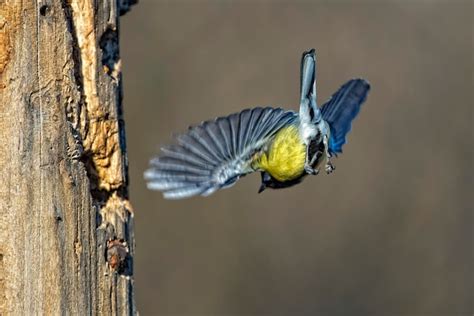 Premium Photo Great Blue Tit Blue Yellow And White Bird