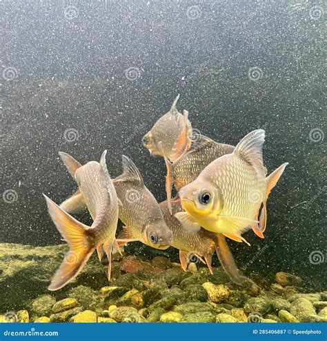 A Photography Of A Group Of Fish Swimming In A Tank There Are Three