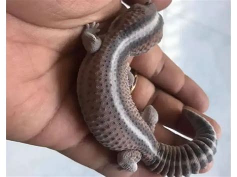 13 Amazing African Fat Tail Gecko Morphs [With Pictures] | Being Reptiles