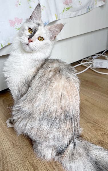 Chaton Maine Coon Femelle Disponible En Ile De France Yvelines