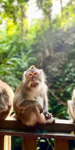 Ubud Monkey Forest Sanctuary Jungle Swing Half Day Tour Getyourguide