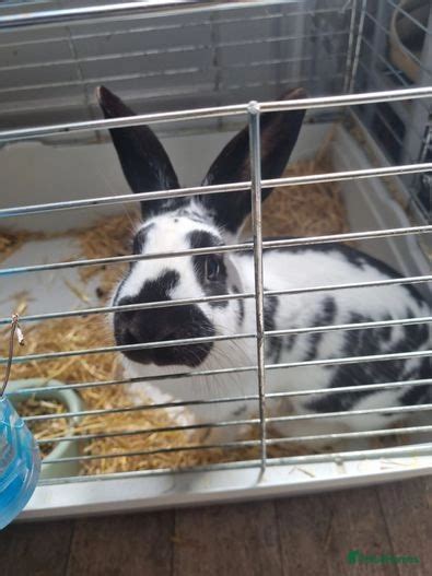 Oreo Male Bunny Cleator Moor Pets4homes