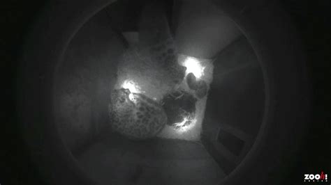 See Snow Leopard Mom Snuggle Her Adorable Cubs in Swiss Zoo - Newsweek