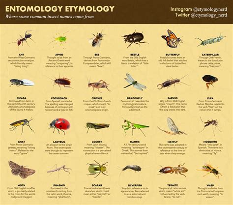 I Made A Guide Explaining Where Some Common Insect Names Come From Insects Names Infographic