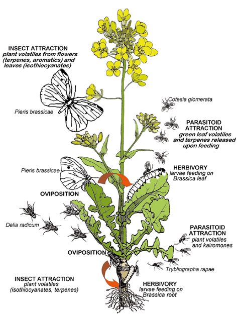 Trophic Level Endangered Plants Plant Insects Integrated Pest