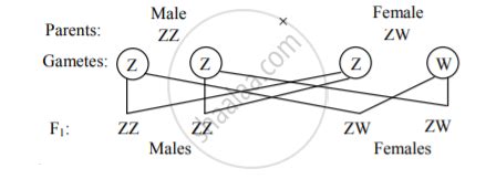 Explain The Mechanism Of Sex Determination In Birds Biology