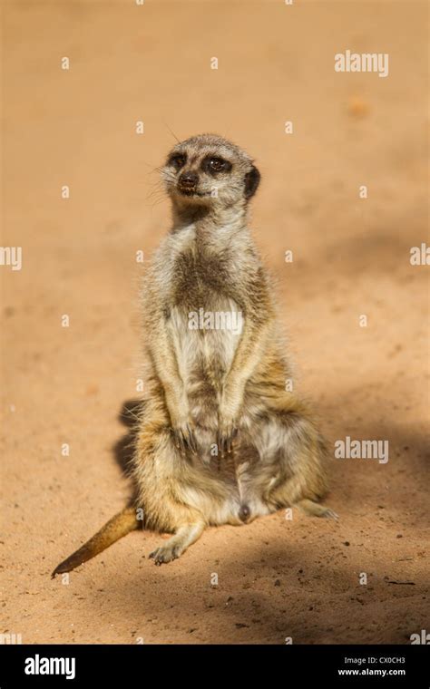 Inquisitive Meerkat Sitting In The Sun Stock Photo Alamy