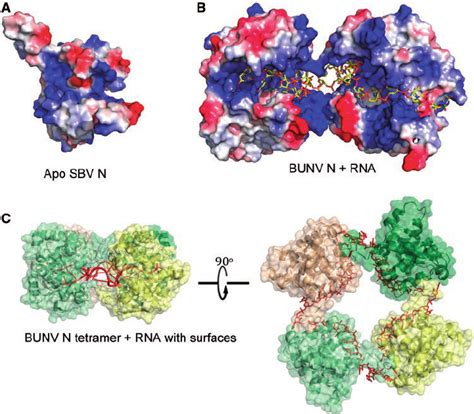 Rna Binding By Orthobunyavirus N Proteins A Electrostatic Surface