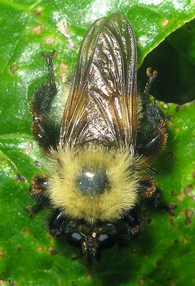 Bee Like Robber Fly Laphria Thoracica Bugguidenet