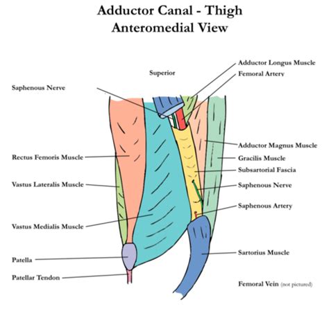 Adductor Canal