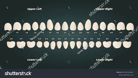 Teeth Labeled Diagram Claudiakaram