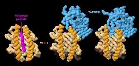 PDB 101 Molecule Of The Month MHC I Peptide Loading Complex