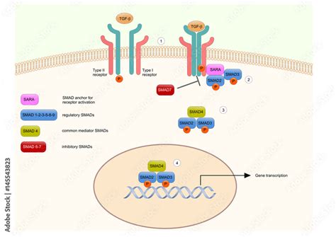 Vettoriale Stock the transforming growth factor beta (TGF-beta) and its pathway (SMAD proteins ...