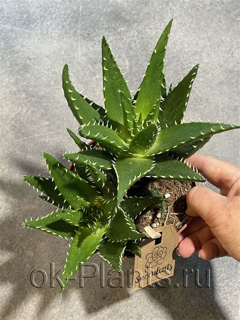 Алоэ Перфолиата - купить, цена, условия выращивания в интернет-магазине ...