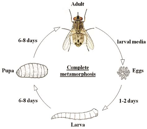 Horse Fly Life Cycle